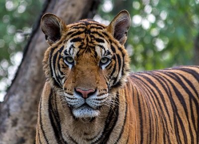 Chitwan National Park